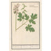 Reproduktion av målningen Corydale creuse Corydalis cava corydale creuse racine creuse - Anselmus Botius de Boodt