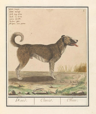 Anselmus Botius de Boodt - Hond Canis lupus familiaris.webp