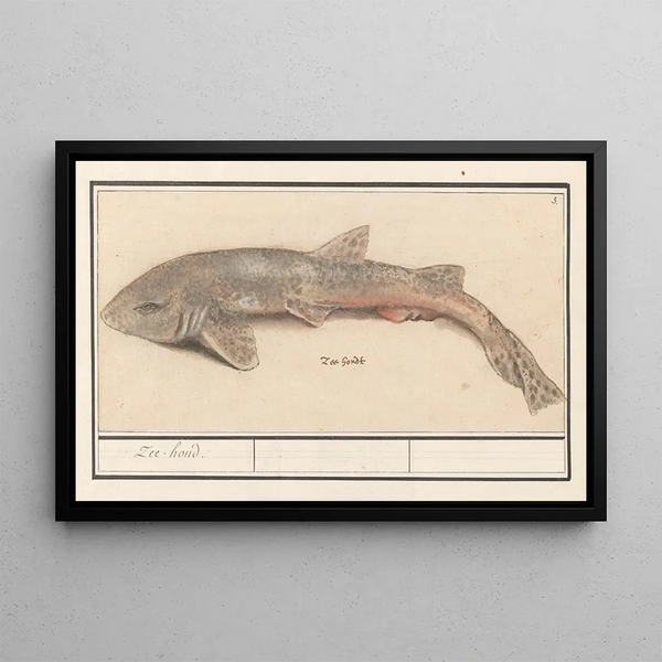 Anselmus Botius de Boodt - Hondshaai Scyliorhinus canicula Zeehond.webp