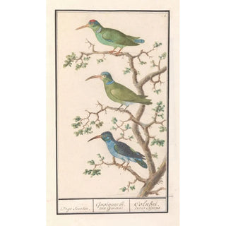 Anselmus Botius de Boodt - Honingzuigers Nectariniidae.webp