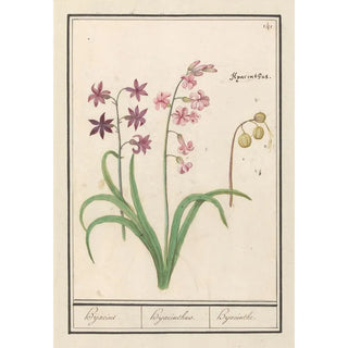 Anselmus Botius de Boodt - Hyacint Hyacinthus orientalis Hijacint Hijacinthus Hyacinthe.webp