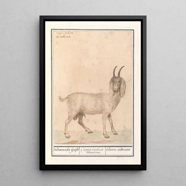 Anselmus Botius de Boodt - Indische geit Capra.webp