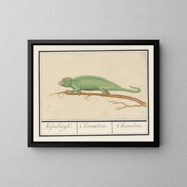 Caméléon - Anselmus Botius de Boodt — inramlat konstverk på väggen