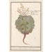 Chou Brassica oleracea - Anselmus Botius de Boodt — vy av konstverket