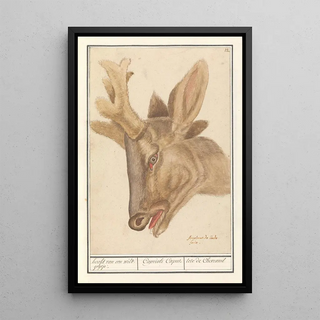 Anselmus Botius de Boodt - Kop van een hert Cervidae hoofd van een wildgeijtje Caprioli Caput tete de Chevraeuil.webp