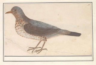 Anselmus Botius de Boodt - Kramsvogel Turdus pilaris.webp