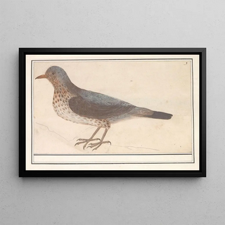 Anselmus Botius de Boodt - Kramsvogel Turdus pilaris.webp