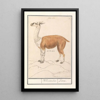 Anselmus Botius de Boodt - Lama Lama glama Allocamelus Lama.webp
