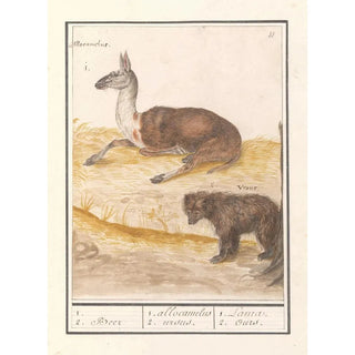 Anselmus Botius de Boodt - Lama Lama glama en bruine beer Ursus arctos arctos 1 2 Beer 1 allocamelus 2 ursus 1 Lama 2 Ours.webp