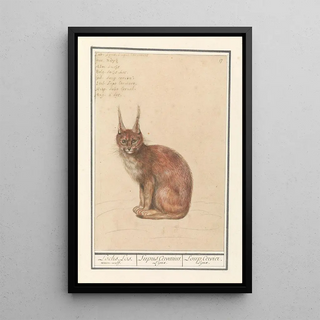 Anselmus Botius de Boodt - Lynx Lynx lynx Lochs Los weerewolf Lupus Cervarius Lynx Loup Cervier Lynx.webp