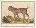 Lynx, tiger - Anselmus Botius de Boodt — vy av konstverket