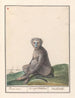 Mandril Mandrillus sphinx Baviaen Cercopithechus Mandrill - Anselmus Botius de Boodt — vy av konstverket
