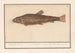 Siluridae Malört Schelde Flodlejon mustela fosfilis seu fluviatalis - Anselmus Botius de Boodt — vy av konstverket