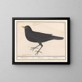 Anselmus Botius de Boodt - Merel Turdus merula.webp