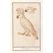 Cacatoès des Moluques Cacatua moluccensis - Anselmus Botius de Boodt — vy av konstverket
