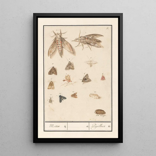 Anselmus Botius de Boodt - Nachtvlinders en motten Motten Papillons.webp