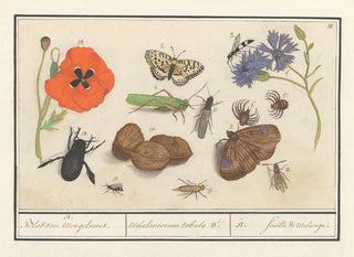 Anselmus Botius de Boodt - Natuurhistorische ensemble nr 11 11 Blad van Mengelmoes Miscelaniorum tabula 11 11 feuille de melange.webp