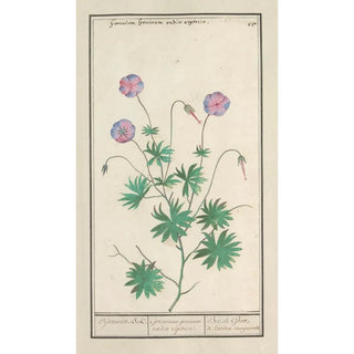 Anselmus Botius de Boodt - Ooievaarsbek Geranium OijevaertsBek Geranium gruinum radice reptrice Bec de Grue racine rampante.webp