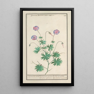 Anselmus Botius de Boodt - Ooievaarsbek Geranium OijevaertsBek Geranium gruinum radice reptrice Bec de Grue racine rampante.webp