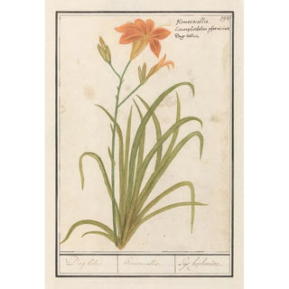 Anselmus Botius de Boodt - Oranje daglelie Hemerocallis Dag lelie hemerocallis Leys hephemere.webp