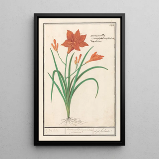 Anselmus Botius de Boodt - Oranje daglelie Hemerocallis Dag lelie hemerocallis liriosphodelus phoeniceus Leys hephemere.webp