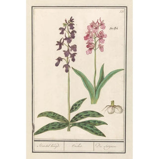 Anselmus Botius de Boodt - Orchidee Orchidaceae Standel Kruijd Orchis Du Satijrion.webp