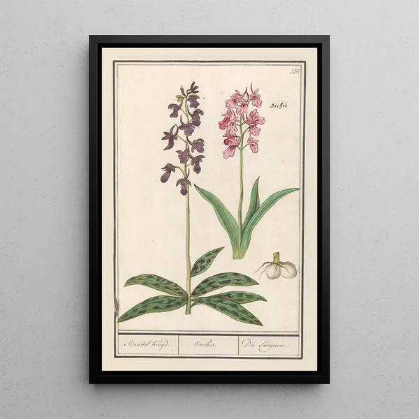 Anselmus Botius de Boodt - Orchidee Orchidaceae Standel Kruijd Orchis Du Satijrion.webp
