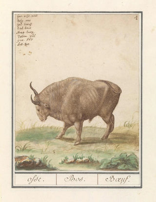 Anselmus Botius de Boodt - Os Bos taurus osse Bos Boeuf.webp