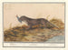Loutre (Lutra lutra) - Anselmus Botius de Boodt — vy av konstverket