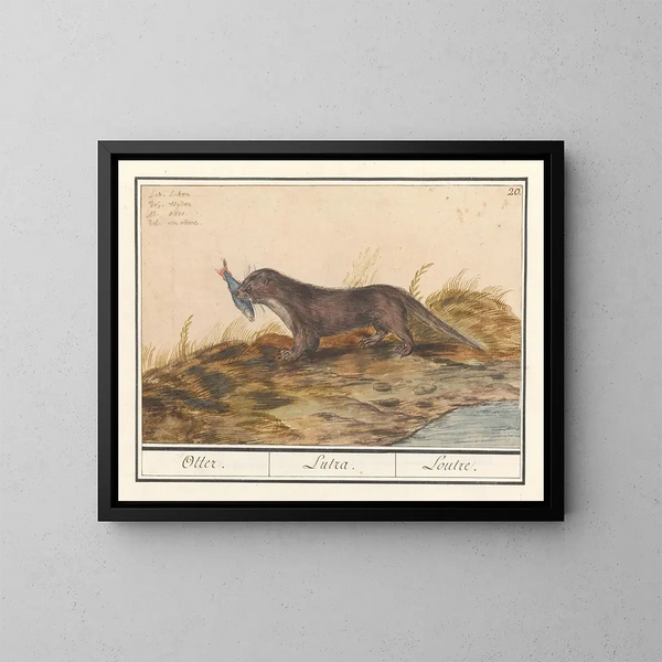 Loutre (Lutra lutra) - Anselmus Botius de Boodt — inramlat konstverk på väggen