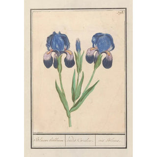 Anselmus Botius de Boodt - Paarse iris Iris germanica Blauwe lisbloeme irides Coeruleae iris Bleues.webp