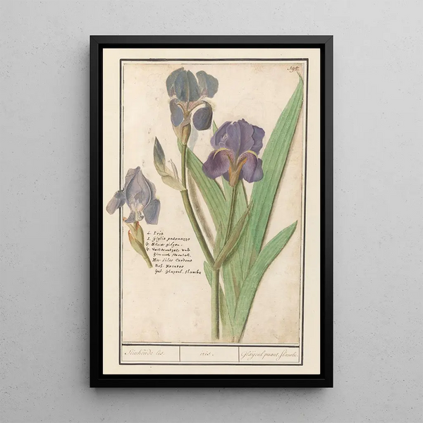 Anselmus Botius de Boodt - Paarse iris Iris germanica Stinkende lis iris Glaijeul puant flambe.webp