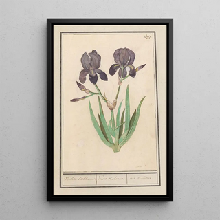Anselmus Botius de Boodt - Paarse iris Iris germanica Voilette lisbloeme irides violaceae iris violettes.webp