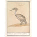 Pelikan Pelicanus - Anselmus Botius de Boodt — vy av konstverket