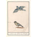 Reproduktion av målningen av Blåmes Cyanistes caeruleus och Talgoxe Parus major - Anselmus Botius de Boodt