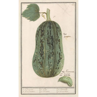 Anselmus Botius de Boodt - Pompoen Cucurbita pepo 1 Pompoen 2 Concommer 1 Pepo 2 Cucumer 1 Citrouille 2 Cornichon.webp