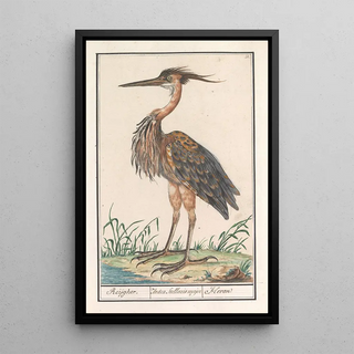 Anselmus Botius de Boodt - Purperreiger Ardea purpurea.webp