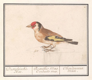 Anselmus Botius de Boodt - Putter of distelvink Carduelis carduelis.webp