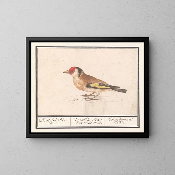 Putter de chardonneret Carduelis carduelis - Anselmus Botius de Boodt — inramlat konstverk på väggen