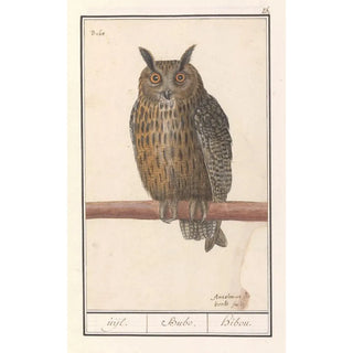 Anselmus Botius de Boodt - Ransuil Asio otus uijl Bubo hibou.webp