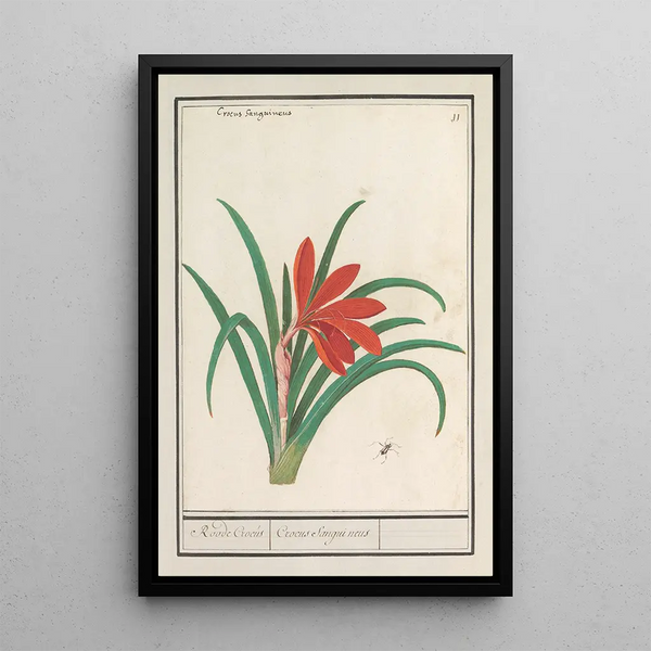 Anselmus Botius de Boodt - Rode krokus Crocus Roode Crocus Crocus Sanguineus.webp