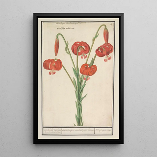 Anselmus Botius de Boodt - Rode lelie Lilium turksche turbant Roode krullelie Martagon constantinopolitanum Martagon rouge.webp
