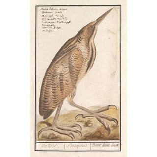 Anselmus Botius de Boodt - Roerdomp Botaurus stellaris.webp