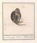 Roodkopmangabey Cercocebus torquatus aep de Mangabaij Cebus Mangabeij - Anselmus Botius de Boodt — vy av konstverket