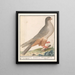 Faucon à pieds rouges Falco vespertinus faucons gris de Caijenne Sperverius Épervier cendré de Caijenne - Anselmus Botius de Boodt — inramlat konstverk på väggen