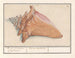 Strombus gigas Rose Couleure Laphoorn Murex aculeatus - Anselmus Botius de Boodt — vy av konstverket