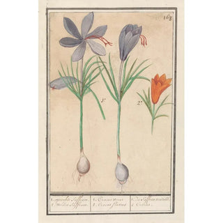 Anselmus Botius de Boodt - Saffraankrokus Crocus sativus 1 oprechte Saffraen 2 wilden Saffraen.webp