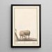 Reproduktion av målningen Mouton Ovis aries schaep Ram ovus aries brebis bellier - Anselmus Botius de Boodt