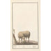 Reproduktion av målningen Mouton Ovis aries schaep Ram ovus aries brebis bellier - Anselmus Botius de Boodt