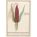 prydnadsmajs Zea mays Rood turks Cooren frumentum indicum rubrum Bled de turquie rouge - Anselmus Botius de Boodt — vy av konstverket